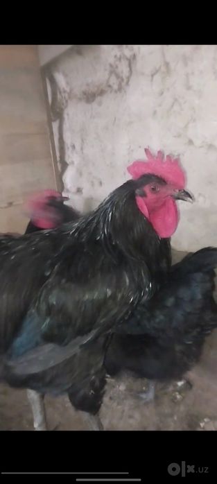 Qora Shaxzoda Gigant Jersi