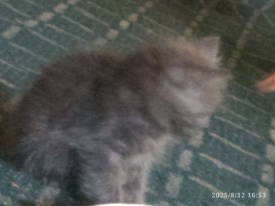 Porno 11 yoshli ogli onasini sikadi