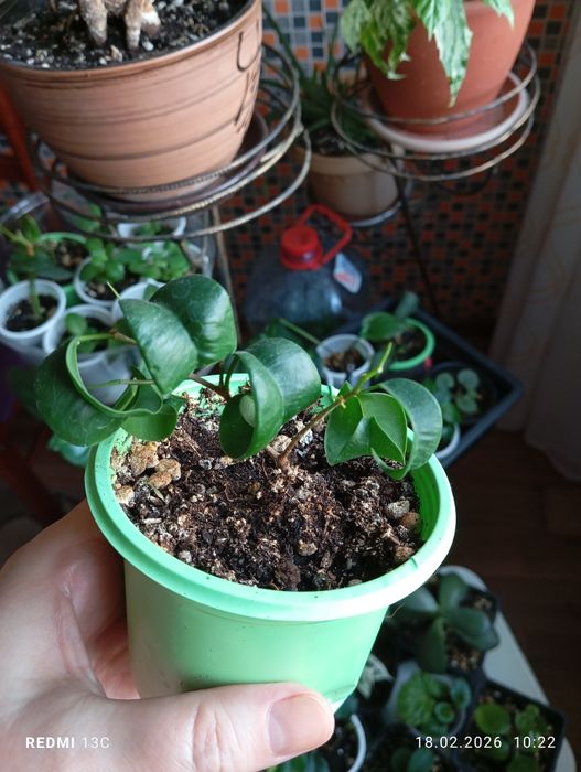 Продам комнатные растения