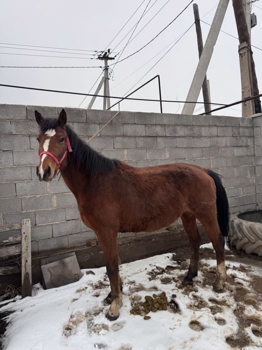 буаз бие  сатылады