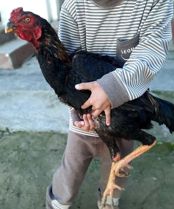 Dakan horoz 7 oylik joja sotikadi