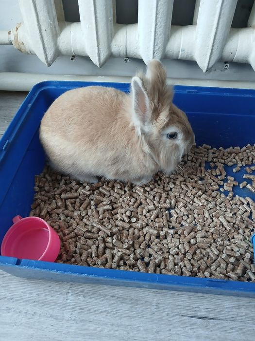 Отдам в хорошие руки