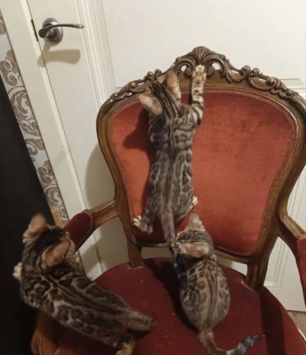 Бенгальские красавцы