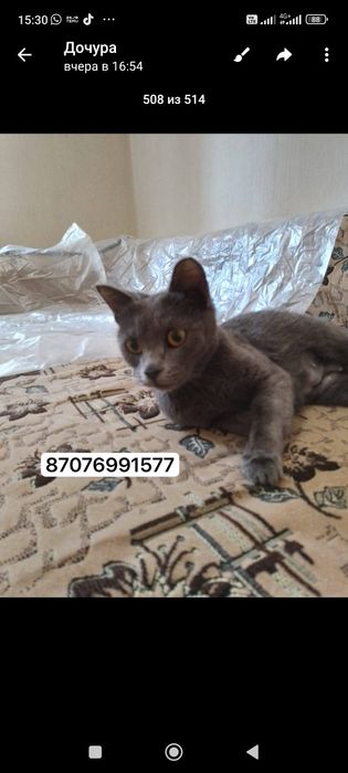 Кошечка в добрые руки