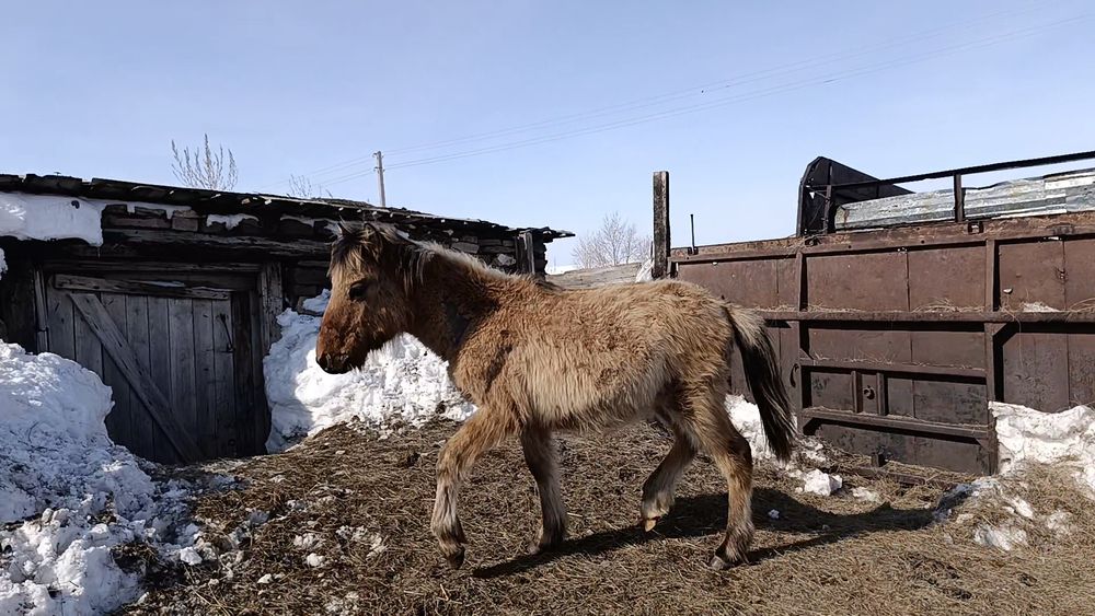 Жабағы сатылады еркек