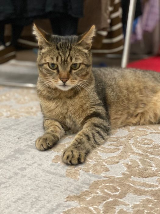 Хороший котик Батоша :) ищет дом