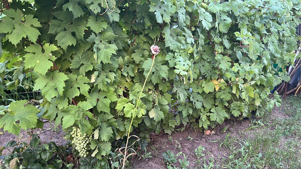 Продам дачу, 8 соток. 2 дачная.