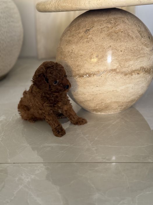 Пудел Той/Poodle Toy
