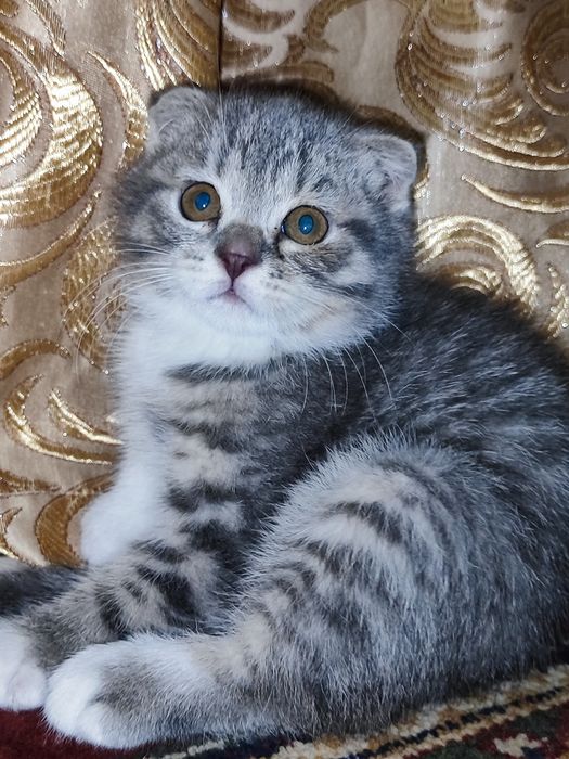 Породистые котятки