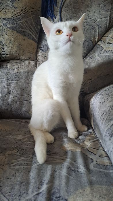 Кошка,Девочка,1,8месяц домашний