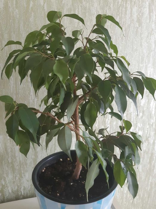 Фикус Бенджамина