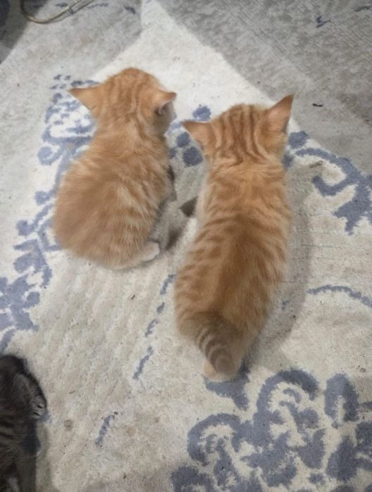 Котята британец смешанный