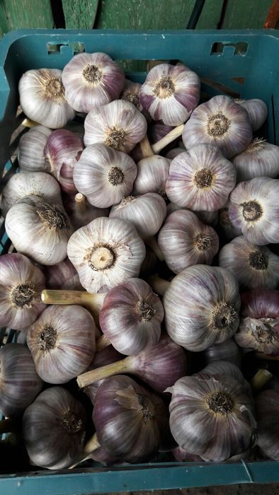 Продам чеснок домашний.