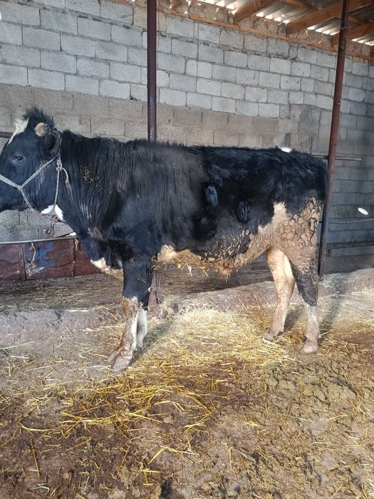 Буқа сатылады аа