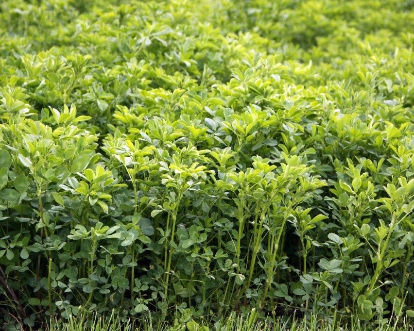 Lucernă verde de vânzare Vorona Botoșani