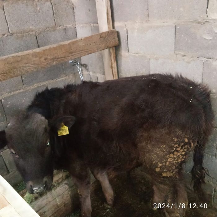 Продам Бычка по клички Тигор