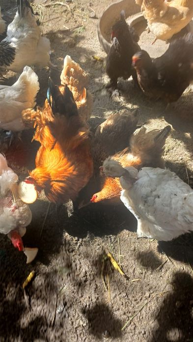 Oua pt incubat de la gaini de casă