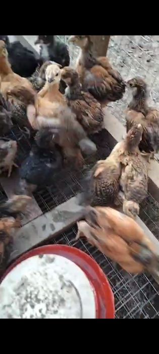 Цыплята шожектер