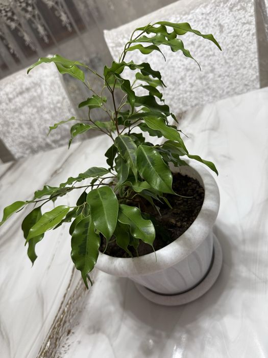 Фикус Бенджамина