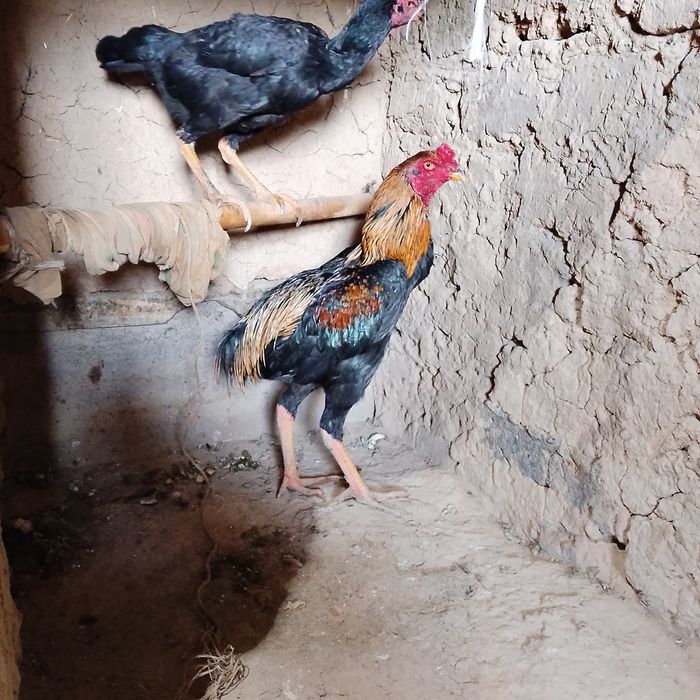 Dakan xoʻroz sotiladi