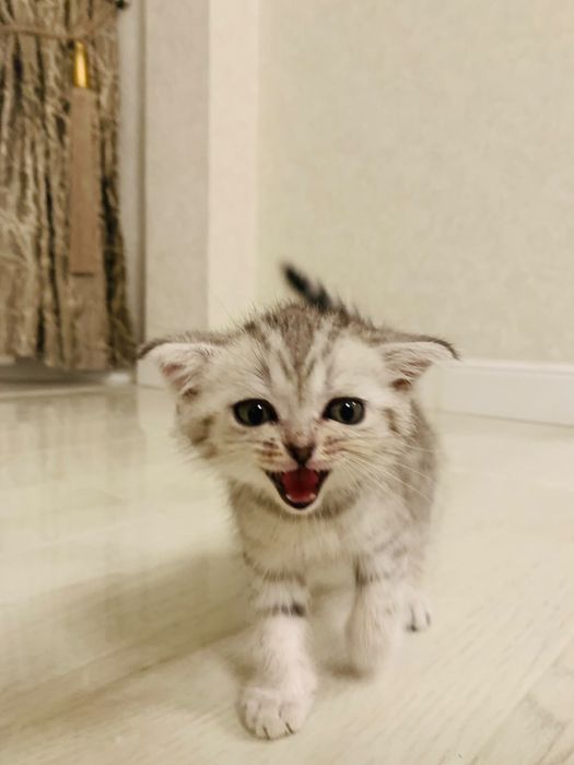 Кошка шотландский