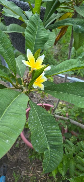 Plumeriya (Frangipani) ko'chati – oq-sariq gulli.   Саженец плюмерии.