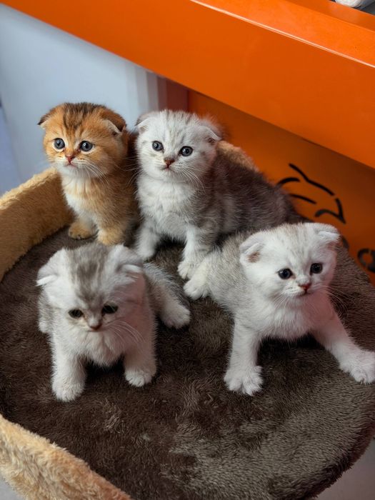 Продаются котята.