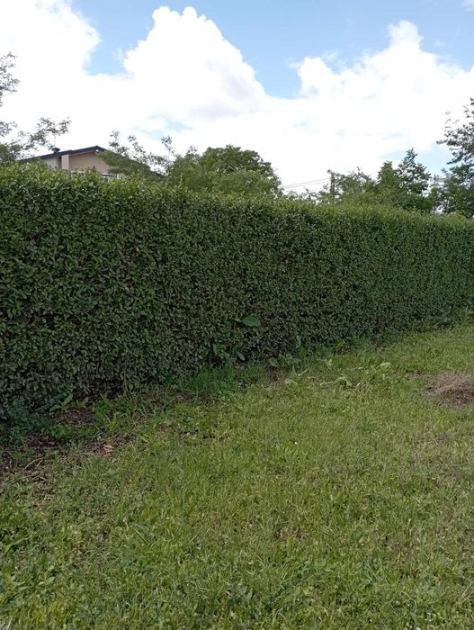 Лигуструм (жив плет)