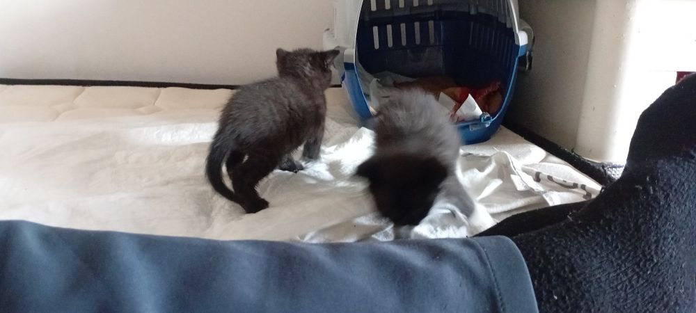 Месячный мини котенок мальчик