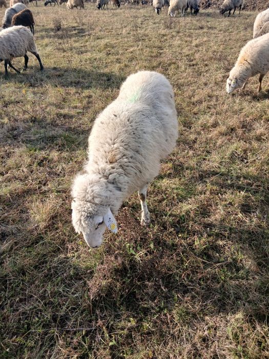 De vanzare 3 oi turcane