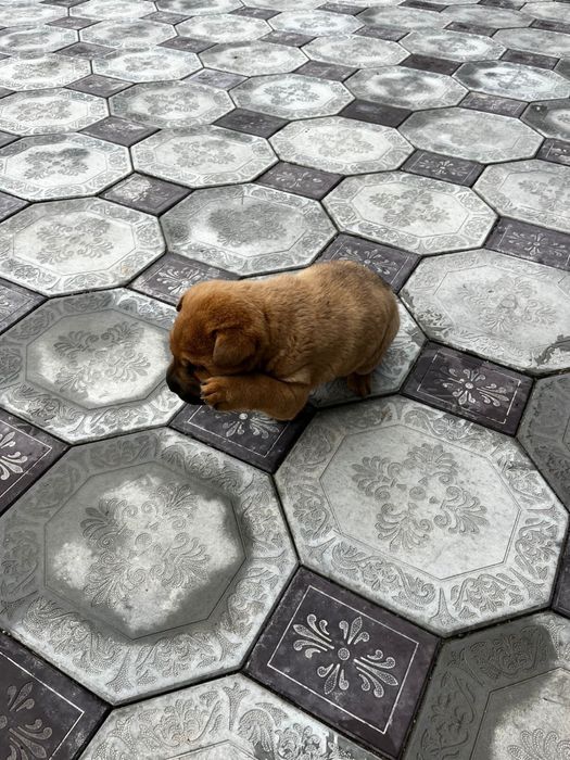 Щеночек-девочкаа