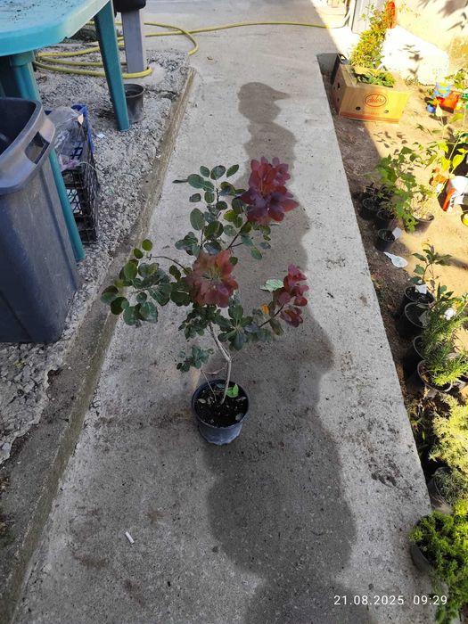 Червена смрадлика – Cotinus coggygria ‘Royal Purple’