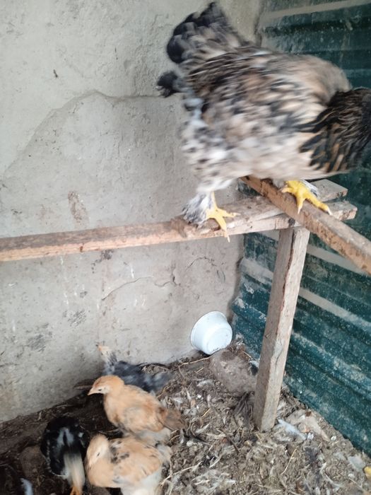 Кара Шахзода ва брама