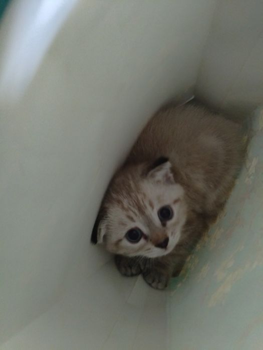 Продажа котенка породы скоттиш фолд