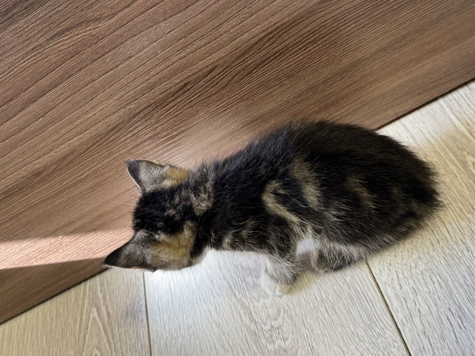 Котята бесплатно в добрые руки