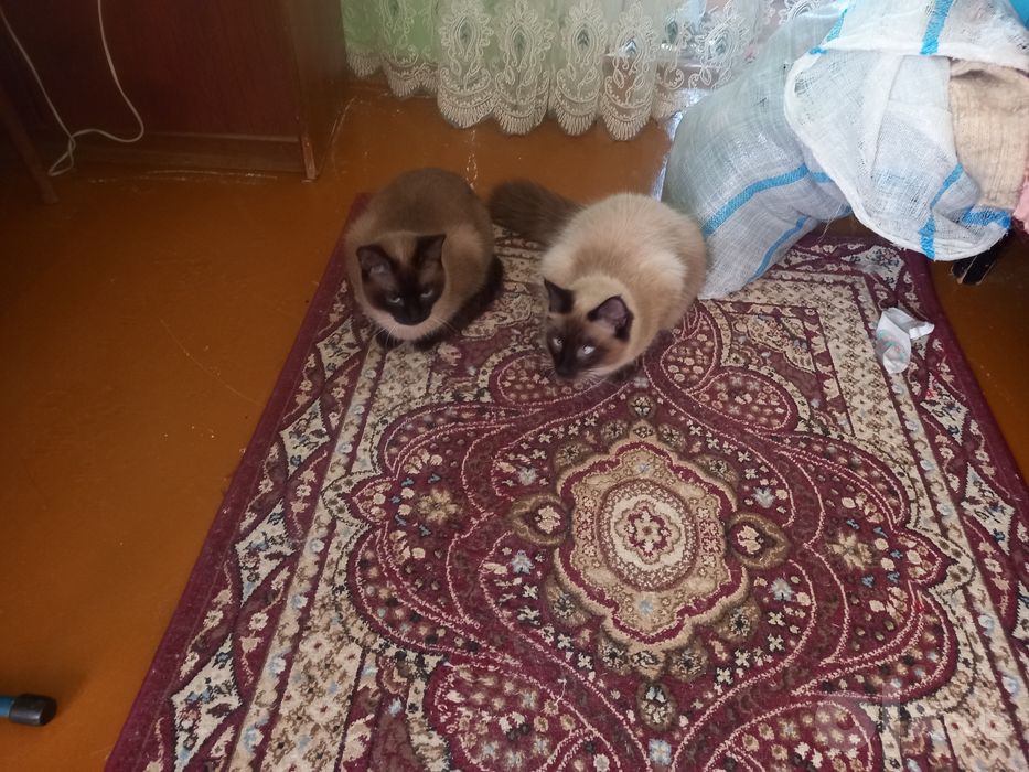 Продаются кот и кошка сиамской пароды