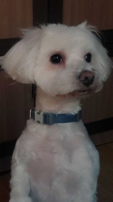 Donez un bichon mascul