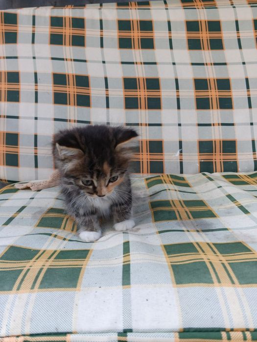Отдам котят , можно одного