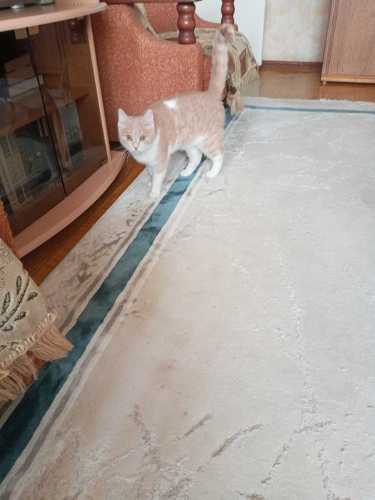 Котёнок, девочка