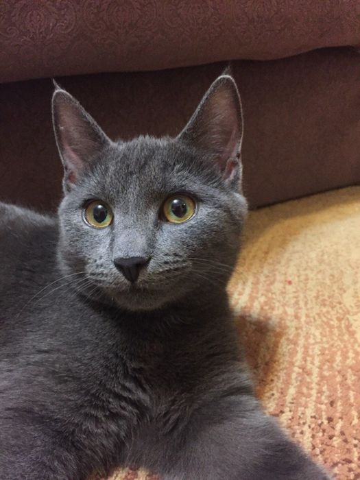 Кошка в добрые руки