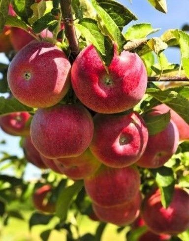 Pomi Fructiferi Pitici Dwarf (Măr )