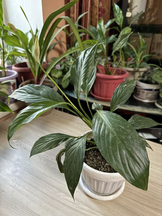 Женское счастье цветущее много