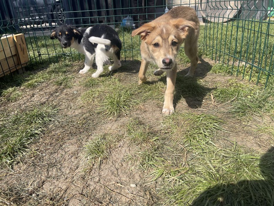 Adoptie pui de catel