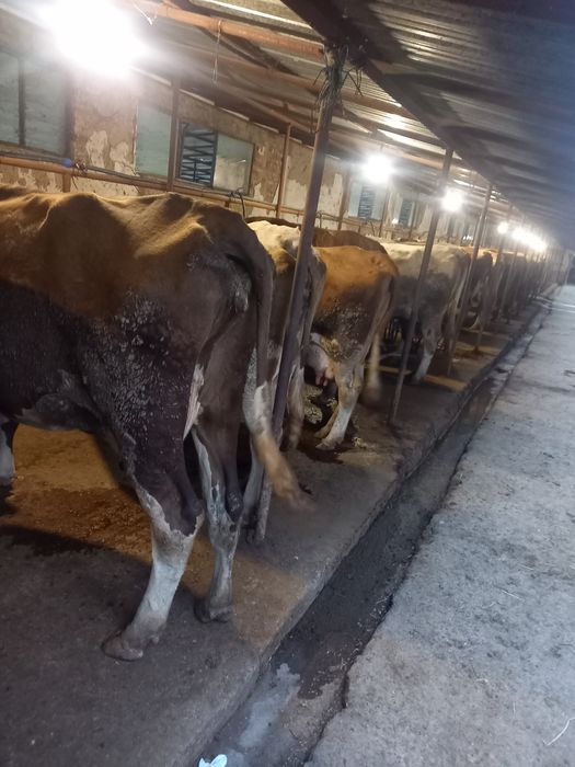 Продава ферма / Замеделски имот..