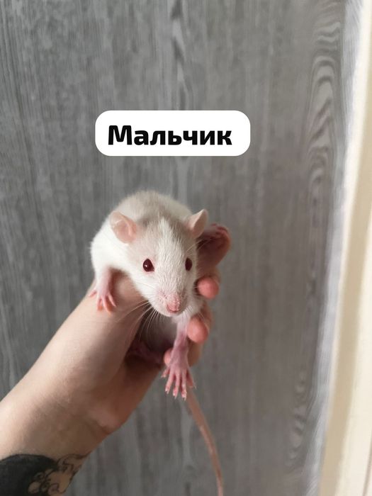 Продаю домашних крысят