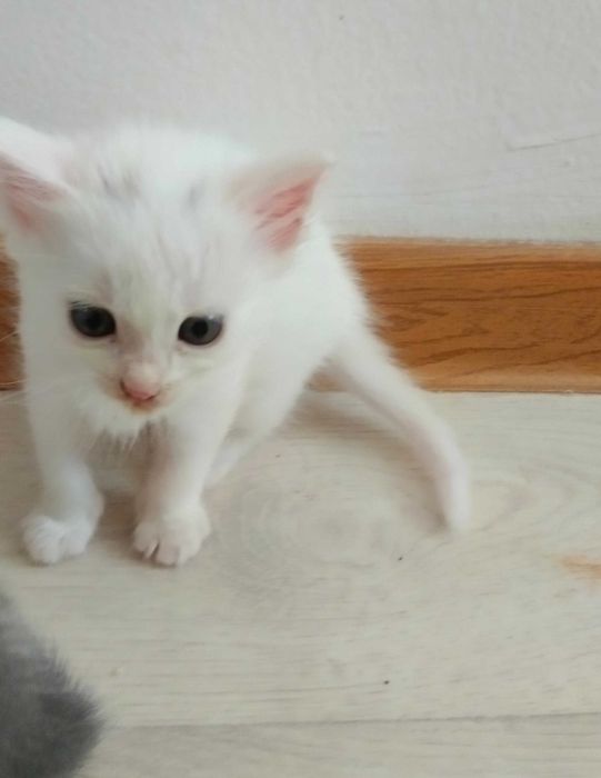 Котёнки 2 месяца