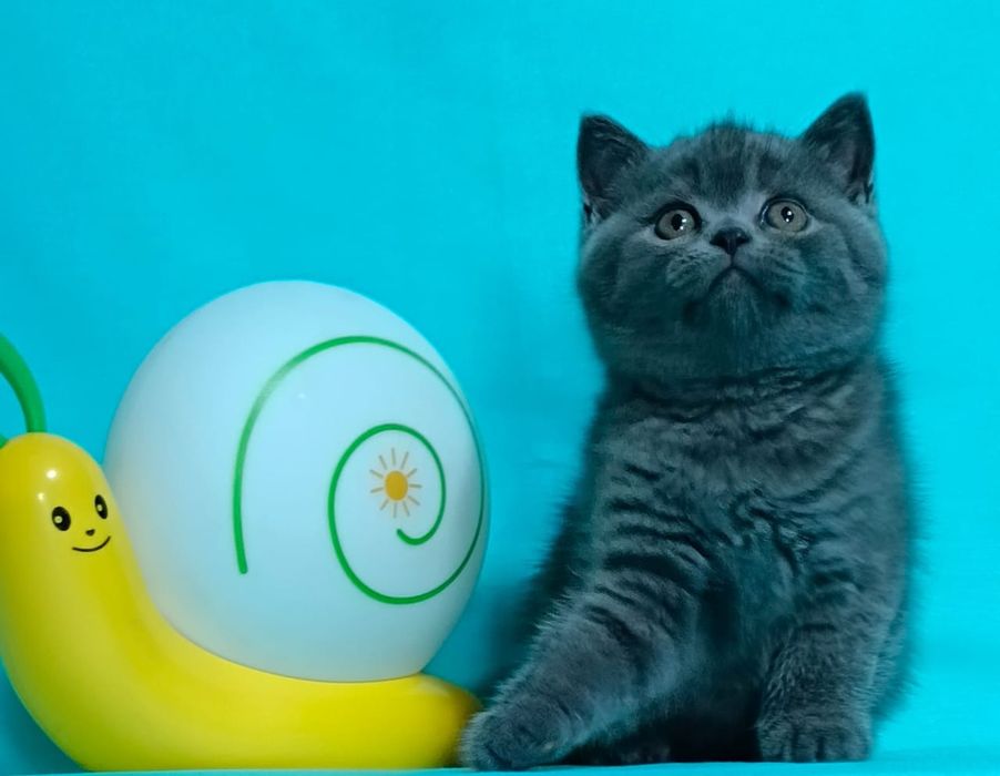 Котята Бриташки продам