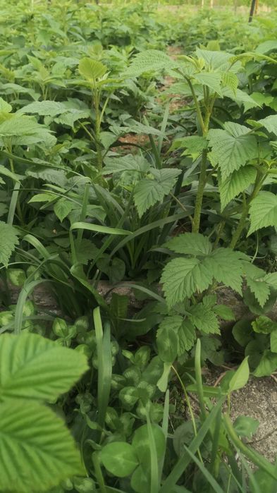 Саженцы малины бабье лето