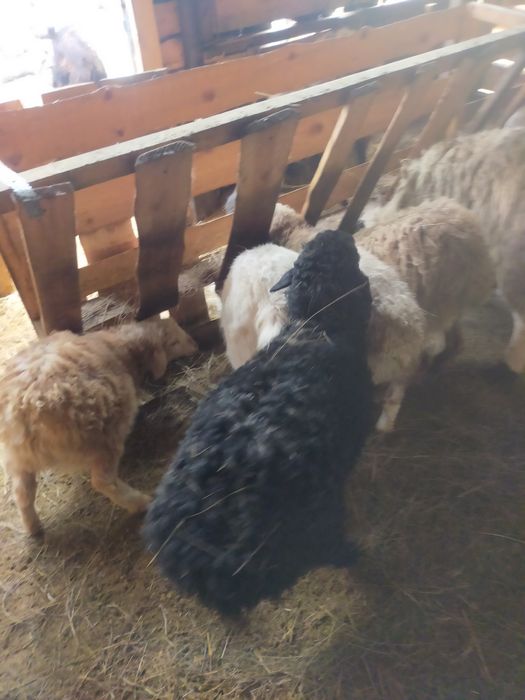 Продам овцематок