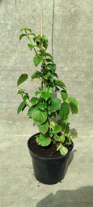 Продажа кустарников